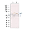 Kv1.6 Antibody -DF13523