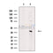 TIMM50 Antibody -DF13524