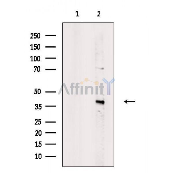 TIMM50 Antibody -DF13524