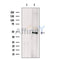 MST4 Antibody -DF13525