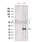 NAT14 Antibody -DF13526