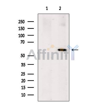AMH Antibody -DF13527