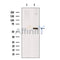 AMH Antibody -DF13527