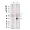 CLEC1 Antibody -DF13528