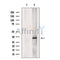 SET Antibody -DF13529
