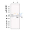 ESE1 Antibody -DF13530