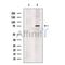 Proprotein Convertase 2 Antibody -DF13531