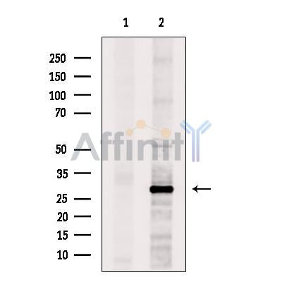 PHAP1 Antibody -DF13532