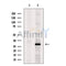 PHAP1 Antibody -DF13532