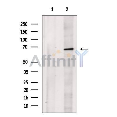IL1RAP Antibody -DF13533