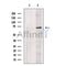 IL1RAP Antibody -DF13533