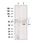 ACTR1A Antibody -DF13535