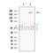GP210 Antibody -DF13536
