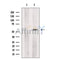 Ferredoxin Reductase Antibody -DF13537