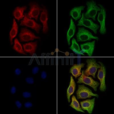PEN2 Antibody -DF13538