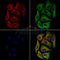 PEN2 Antibody -DF13538