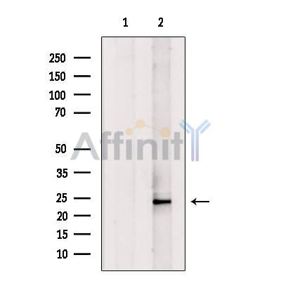 Histone H1.5 Antibody -DF13539