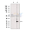 Histone H1.5 Antibody -DF13539