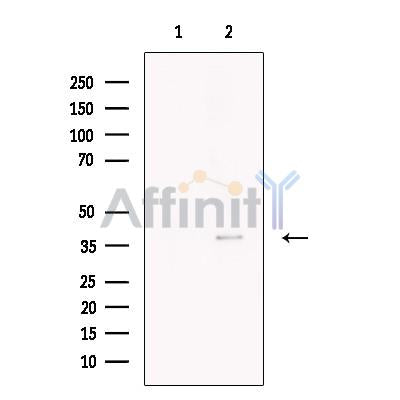 Necdin Antibody -DF13540