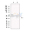 Necdin Antibody -DF13540