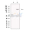 SMARCA1 Antibody -DF13543