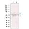 RBCK1 Antibody -DF13544