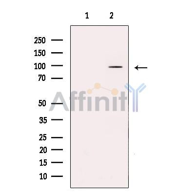 DPP6 - Catalytic domain Antibody -DF13546