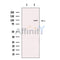 DPP6 - Catalytic domain Antibody -DF13546