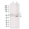 SERPINB1 Antibody -DF13548