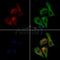MAPRE1 Antibody -DF13549