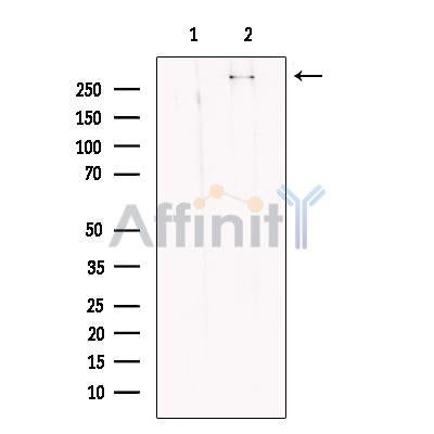 KMT2A / MLL Antibody -DF13551