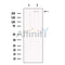 KMT2A / MLL Antibody -DF13551
