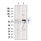 Ornithine Carbamoyltransferase Antibody -DF13552