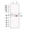 SERBP1 Antibody -DF13553