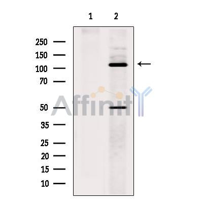 Kinesin 5 C Antibody -DF13556