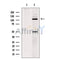 Kinesin 5 C Antibody -DF13556