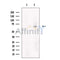 Steroid sulfatase Antibody -DF13557