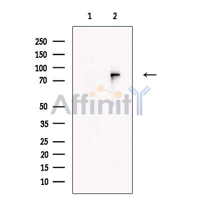 URP2 Antibody -DF13558