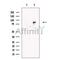 URP2 Antibody -DF13558