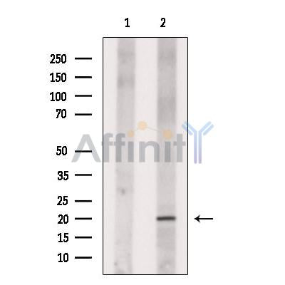 Nanos3 Antibody -DF13559