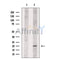Nanos3 Antibody -DF13559