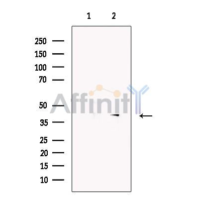 CD43 Antibody -DF13560