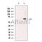 SLC40A1 Antibody -DF13561