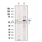 ALDH9A1 Antibody -DF13562