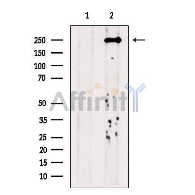 DNA Polymerase theta Antibody -DF13563