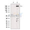 DNA Polymerase theta Antibody -DF13563