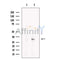 OVOL2 Antibody -DF13564