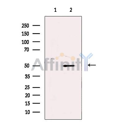 TEA domain family member 2 Antibody -DF13565
