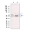 TEA domain family member 2 Antibody -DF13565