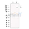 Synaptojanin Antibody -DF13566